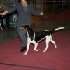 74th Dog Show Luxembourg