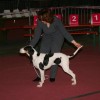 74th Dog Show Luxembourg