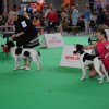 National Specialty Show